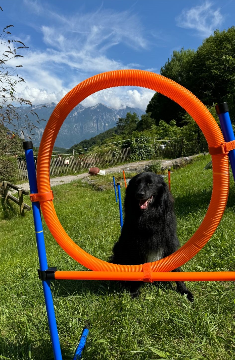 Hunde willkommen – Agility-Parcours