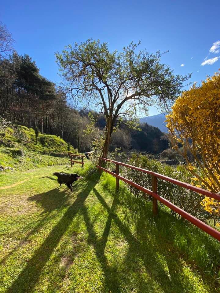 Hund im Garten von Casa Brasa